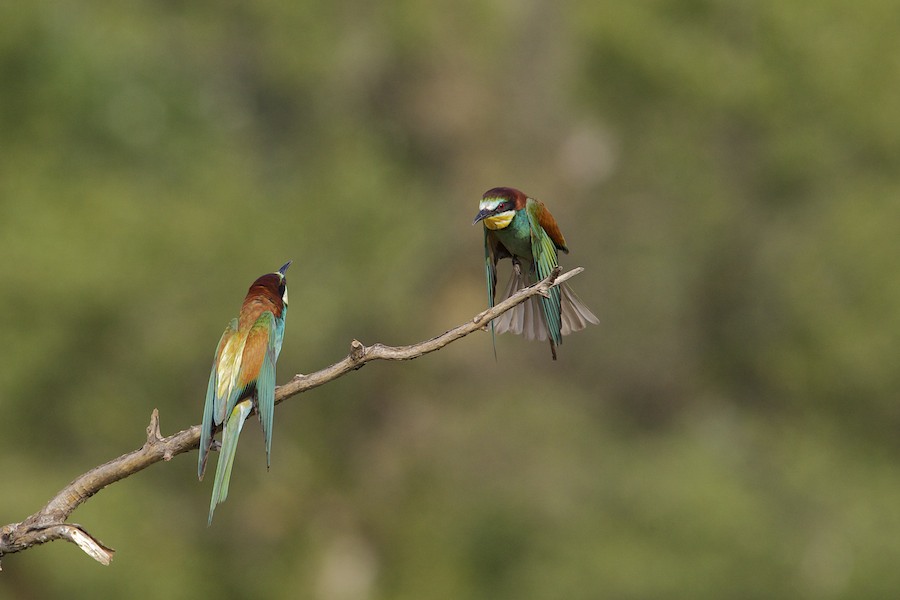 Bee Eater 10